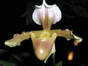 Bild von Paphiopedilum barbigerum 1